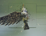 das leiden eines stolzen vogels 20100605 1122532610