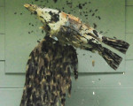 das leiden eines stolzen vogels 20100605 1241230205