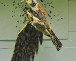 das leiden eines stolzen vogels 20100605 1728192976