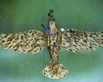 dieser vogel soll zerlegt werden 20110626 1197819655