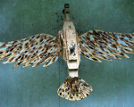 unser vogel leicht raponiert 20110626 1452556590