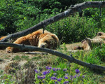 auf der baerenhaut liegen 20110529 1592821467