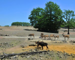 busch baumsavanne 20110529 1268656366