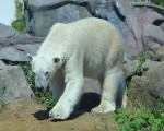 eisbaeren 20110529 1068261369