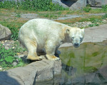 eisbaeren 20110529 1421249824