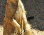 erdmaennchen 20110529 1275038664