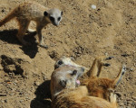 erdmaennchen 20110529 1653477797