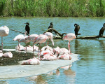 flamingo 20110529 1221419468