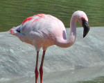 flamingo 20110529 1351623248