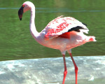 flamingo 20110529 1923011459