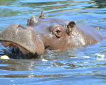 flusspferd 20110529 1477304236