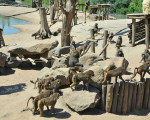 insel der paviane 20110529 1566878100