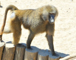 insel der paviane 20110529 1749547676
