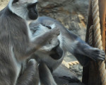 mich laust der affe 20110529 1835512827