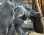 mich laust der affe 20110529 2021063923