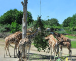 rothschildgiraffen 20110529 1281177067