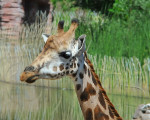 rothschildgiraffen 20110529 1411713272
