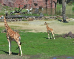 rothschildgiraffen 20110529 1816864966