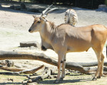 tiefland nyala 20110529 1241918854