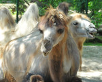 trampeltiere 20110529 1570439523