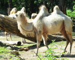 trampeltiere 20110529 1633652913