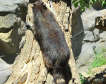 waschbaeren 20110529 1379132797