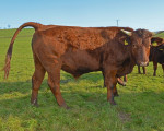 das rote hoehenvieh 20141117 1124516533