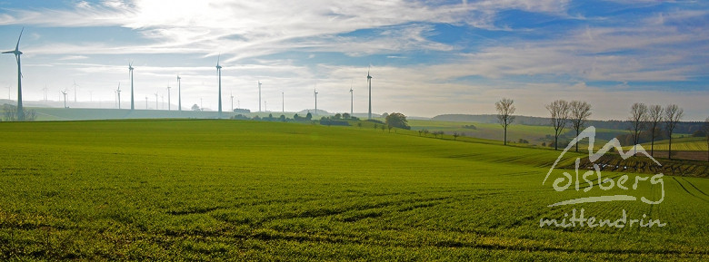 weidegebiet madfeld der herde rotes hoehenvieh  20141117 2000165013