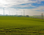 weidegebiet madfeld der herde rotes hoehenvieh  20141117 2000165013