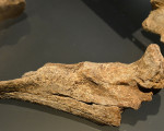 dinosaurier  das was uebrig blieb 20140321 2098900523