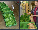 feldsalat handgeflueck handverpackt 20150312 1628496217