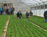 feldsalat handgeflueckt 20150312 1834876315