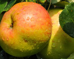 20080908 1755336686 apfel kartoffel 38