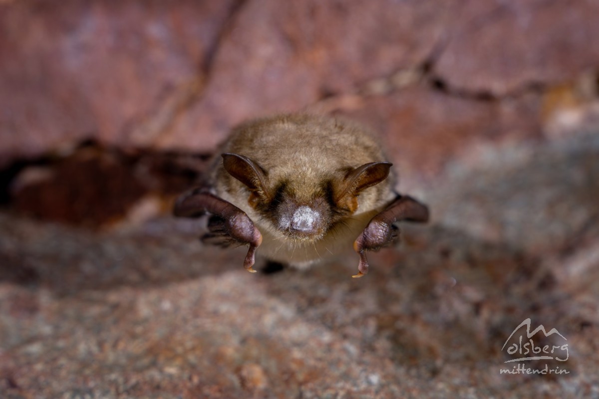  c  lukas gerke fotografie   fledermause philippstollen olsberg  