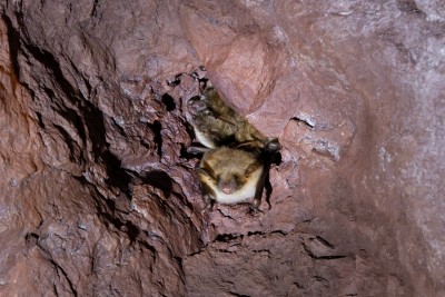 Fledermäuse im Philippstollen