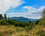20240915 borberg jst