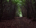 20240915 borberg jst