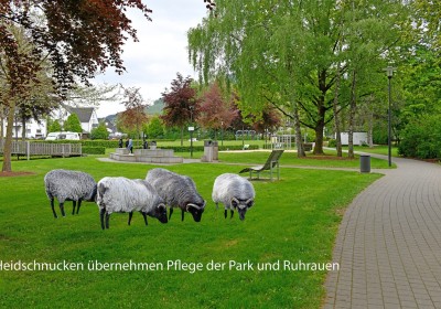 Heidschnucken übernehmen Pflege der Grünflächen von Park und Ruhraue