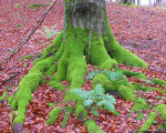 alter buchenbaum am eisenberg 20111202 1135064977