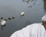 geleitzug 20111202 1964122275
