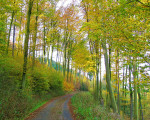 wanderweg 20111117 1113218685