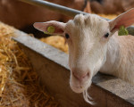 die ziegen werden hauptsaechlich zur milchproduktion genutzt 20181213 1565159017