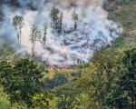 20260813 waldbrand img