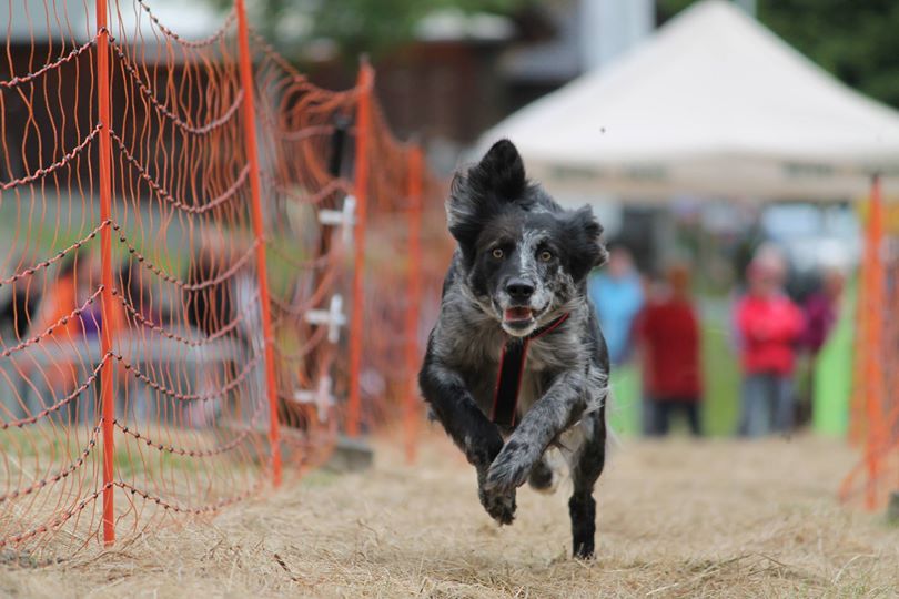 Hunderennen