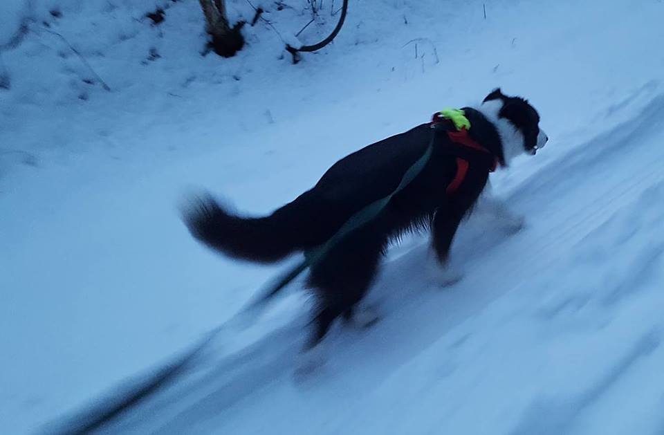 Hund MantrailingWeb