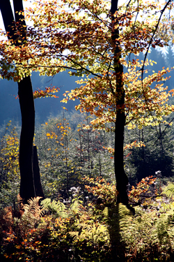 Wandergruppe im Herbst Web