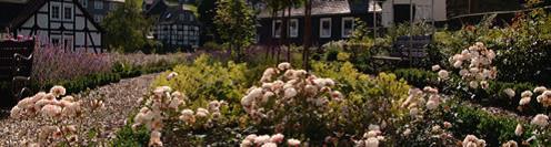 Assinghausen Rosen