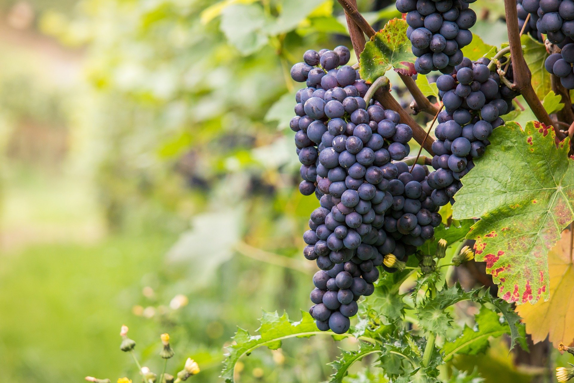 wine 980218 1920