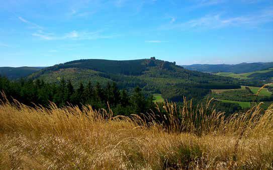 Ginsterkopf