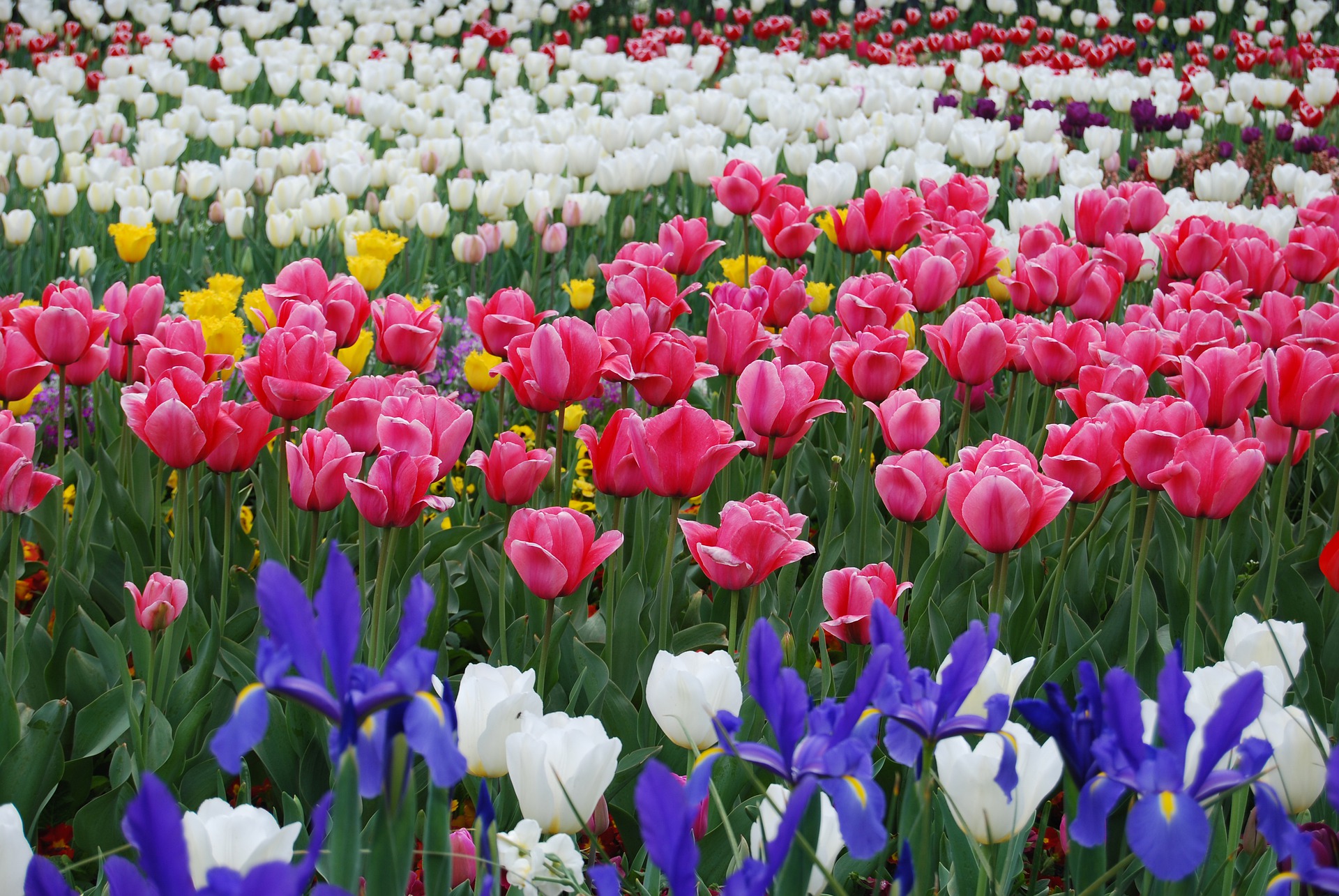 floriade 5152733 1920